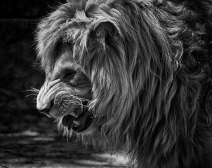 Growling male African lion (in B&W, retro style)