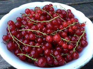 Frische Johannisbeeren