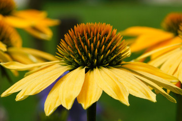 Coneflower, Echinacea purpurea