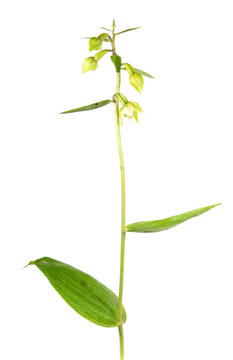 Broad-leaved helleborine (Epipactis helleborine) flower isolated on white background. Wild Orchid