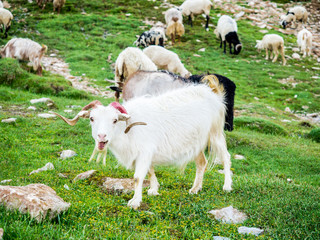 Obraz premium Mountain Goat