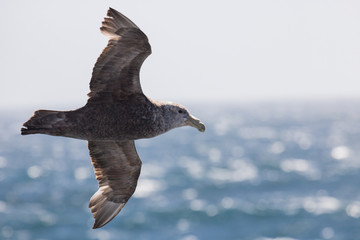 flying southern giant petral