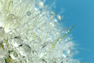 Water drops on cactus needles, interesting abstract macro backround