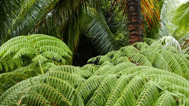 A close up, low depth of field shot of fern fronds from Sitaon tropical forests under the rain. Darker palm leaves are in the background. Presented as real time.
