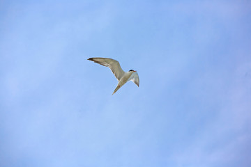 seagull on blue sky