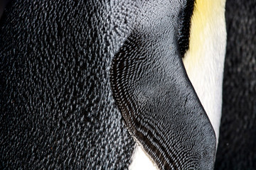 King penguin feather side close-up - obrazy, fototapety, plakaty