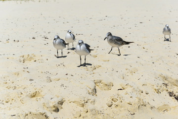 Seagulls on mexican Beach