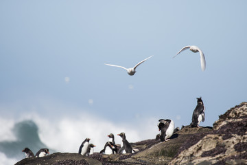 Rockhopper penguins at rocky beach