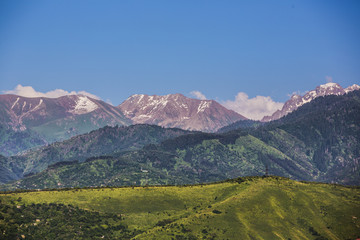 summer spruce mountain