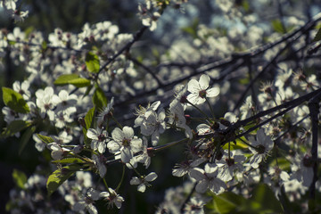 blooming cherry tree in spring