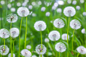 Obraz premium seed dandelion flower plant