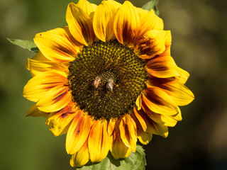 Sunflower with bees