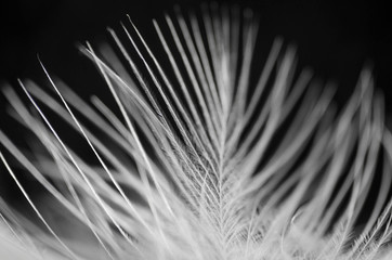 White feather close-up on a black background. Macro.