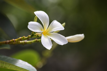 白いモクレン花