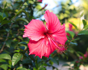 flower hibiscus red tropical