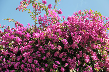 Obraz premium bougainvillea flower tropical
