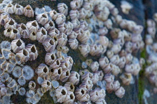 barnacle group on the beach