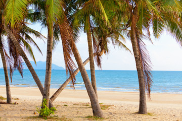 Naklejka na ściany i meble landscape sea palm beach
