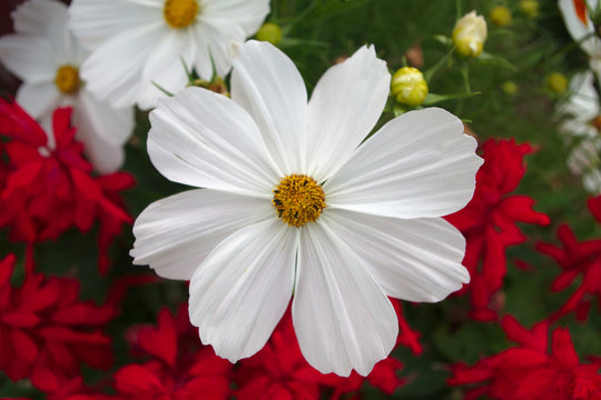 Fototapeta big daisy flower flowerbed garden summer blossom