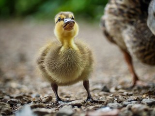 Duckling