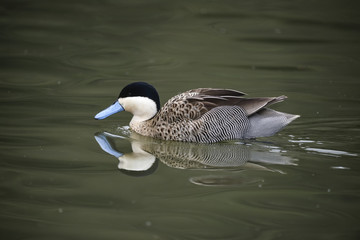 Beautiful portrait of Puna Teal Anas Puna duck bird on water in Spring