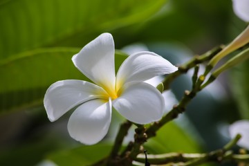 白いモクレン花