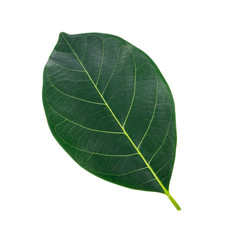 leaf of jackfruit green isolated on white background.