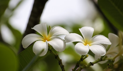 白いモクレン花