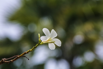 白いモクレン花