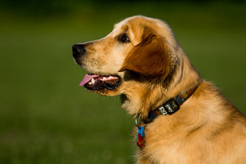 Obraz premium Golden Retriever on Field