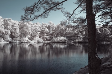 Beautiful false color surreal infrared landscape image of lake and surrounding forest