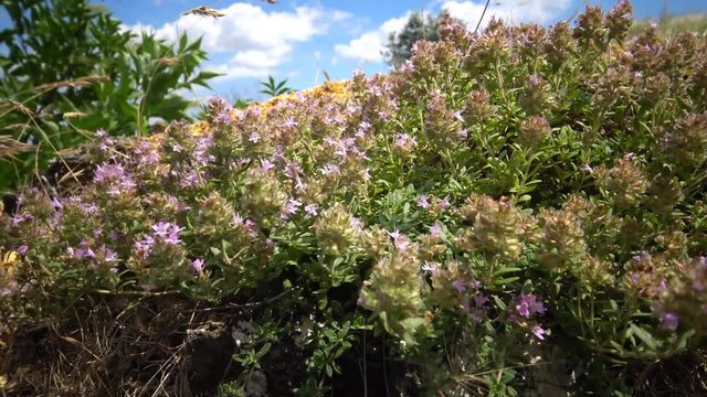 Thymus serpyllum, known by the common names of Breckland thyme, Breckland wild thyme, wild thyme, creeping thyme, or elfin thyme, is a species of flowering plant in the mint family Lamiaceae