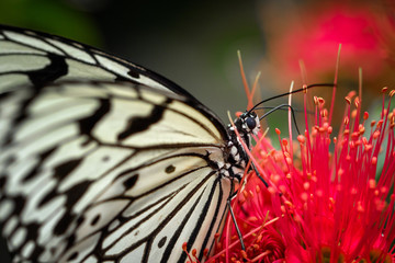Fototapeta na wymiar Butterfly in action
