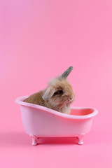 Naklejka premium fluffy brown bunny in pink bathtub on clean pink background, little rabbit