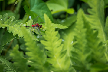 Dragonfly
