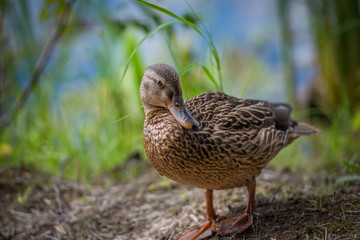 Duck posing