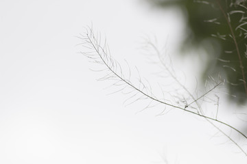 Twig on watercolor sky background