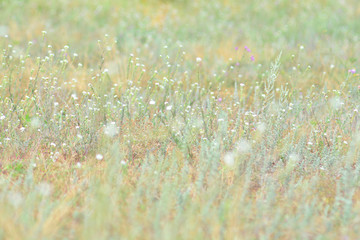 Tender flower field background