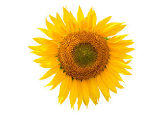 Isolated sunflower