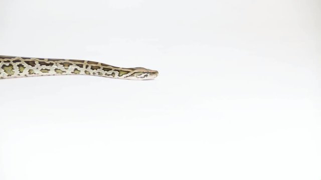 Python Schlange kriecht durch das Bild weißer HIntergrund