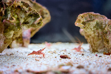 Red prawn on sand in aquarium.