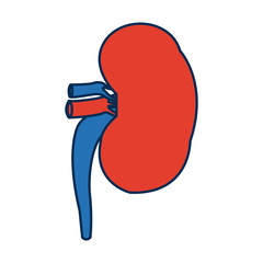 kidney of healthy person internal organ