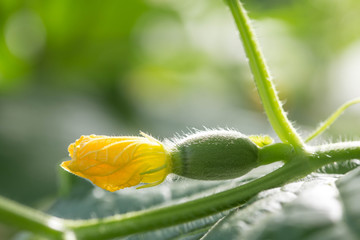 Baby melon in organic farm in Thailand