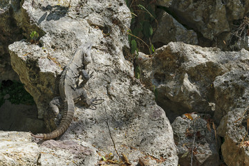 Iguana on the Rock in Mexico