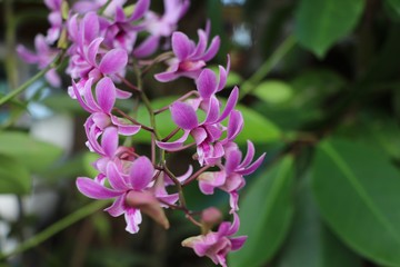 Purple orchids beautiful flowers freshness on tree