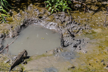 Blenny prepare to jump into small pond Mangrove swamp forest
