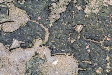 Dried algae on the floor