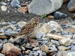 south Georgia pipit, South Georgia