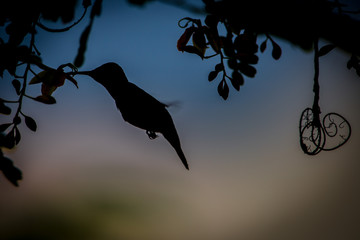 Colibri silhouette © JeanFrancois