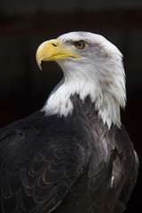 Obraz premium Bald Eagle Head